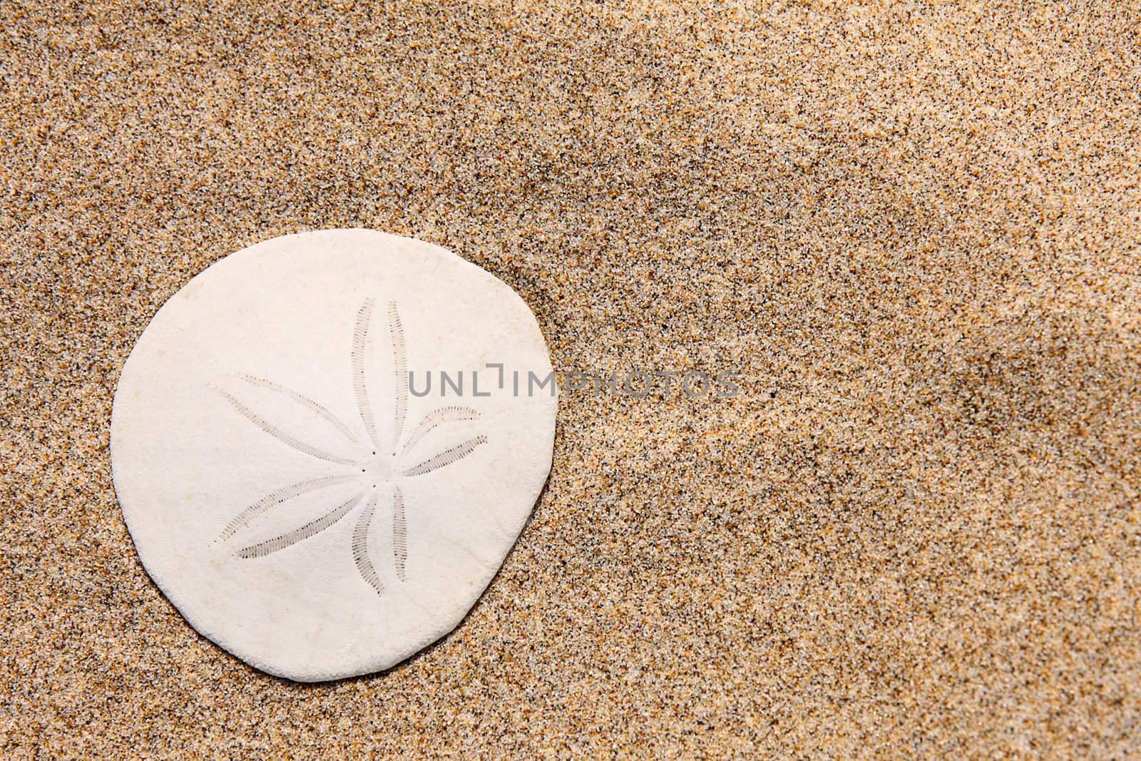 Sand dollar on the beach by svanblar