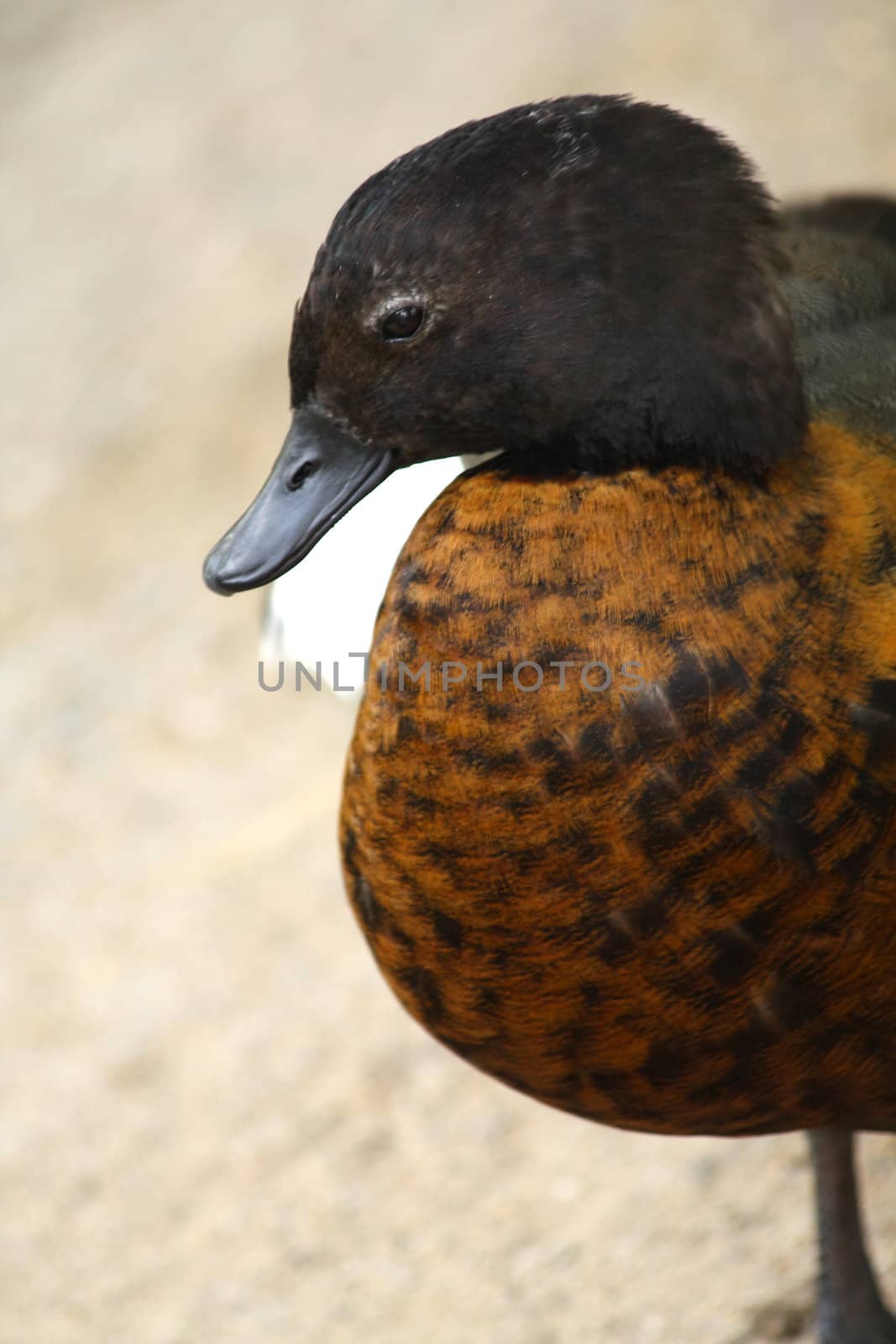 Close up of the little female duck.