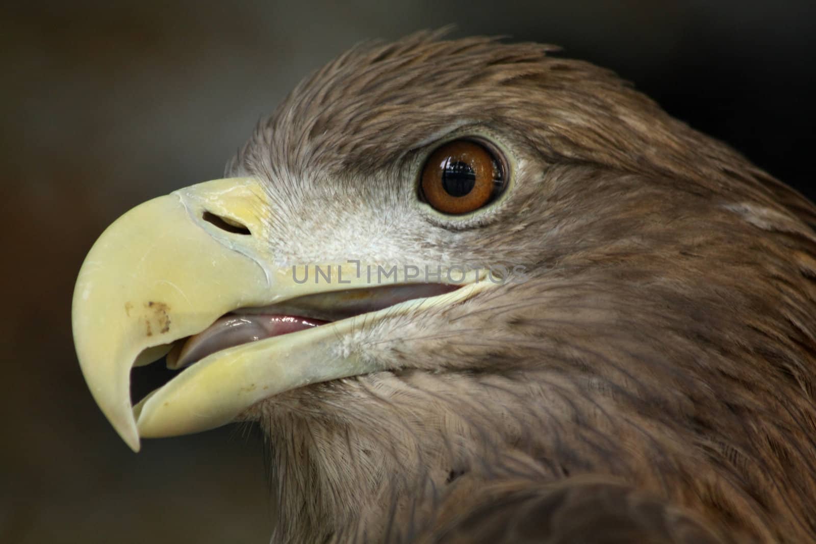 Close up of the eagle's head.