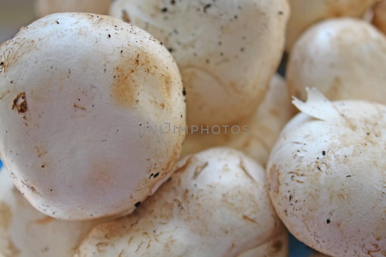 Close up of the raw champignons.
