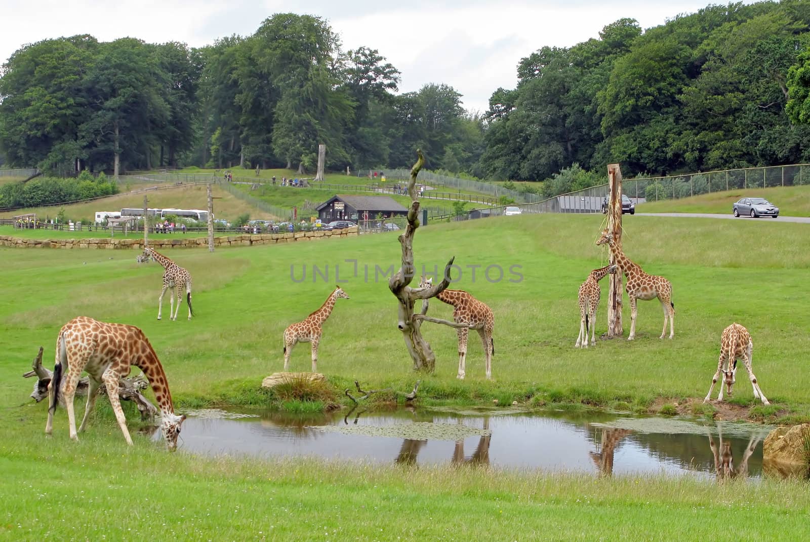 A few giraffes in a safari park.