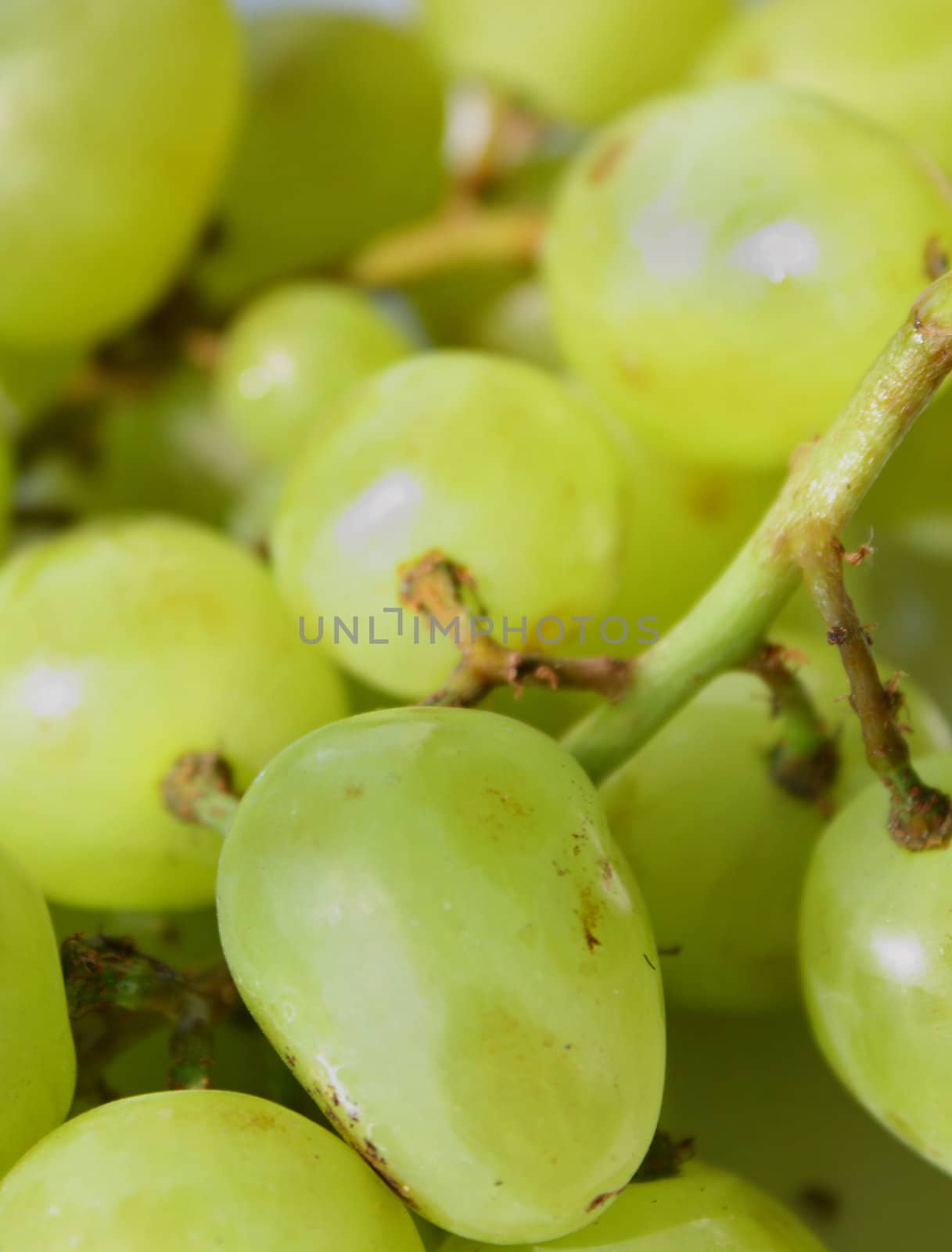 Close up of the green grape for the background.