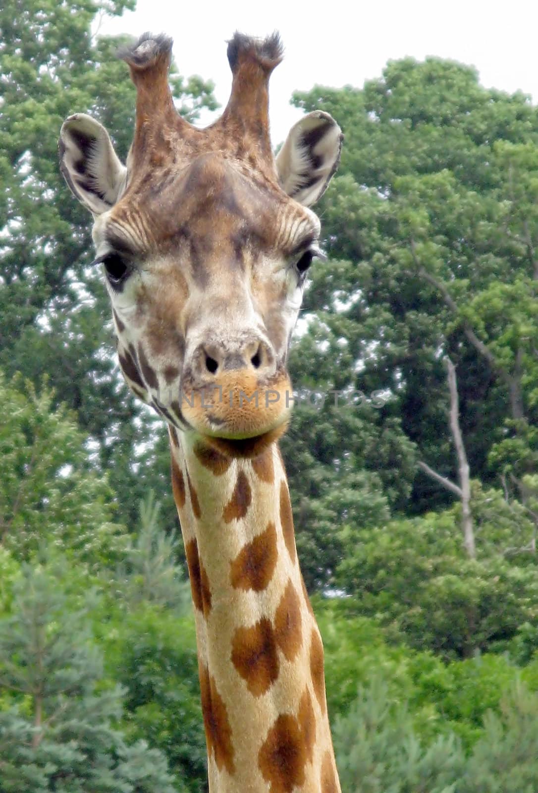 A giraffe standing in a safari park.
