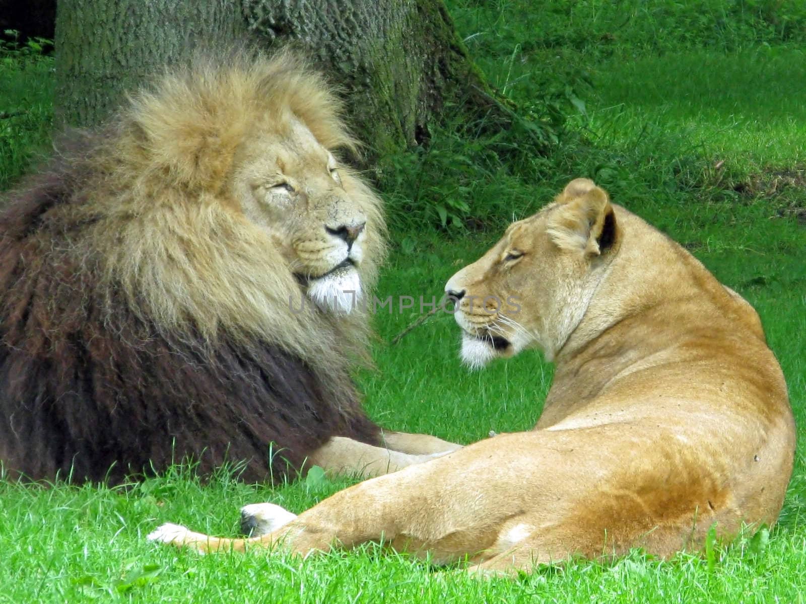 A male and female lion laying in the grass.