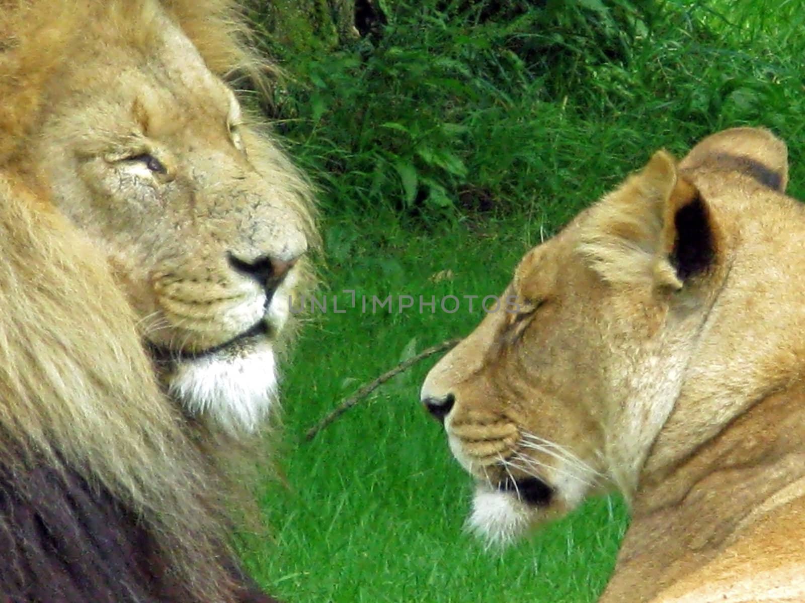 A male and female lion laying in the grass.