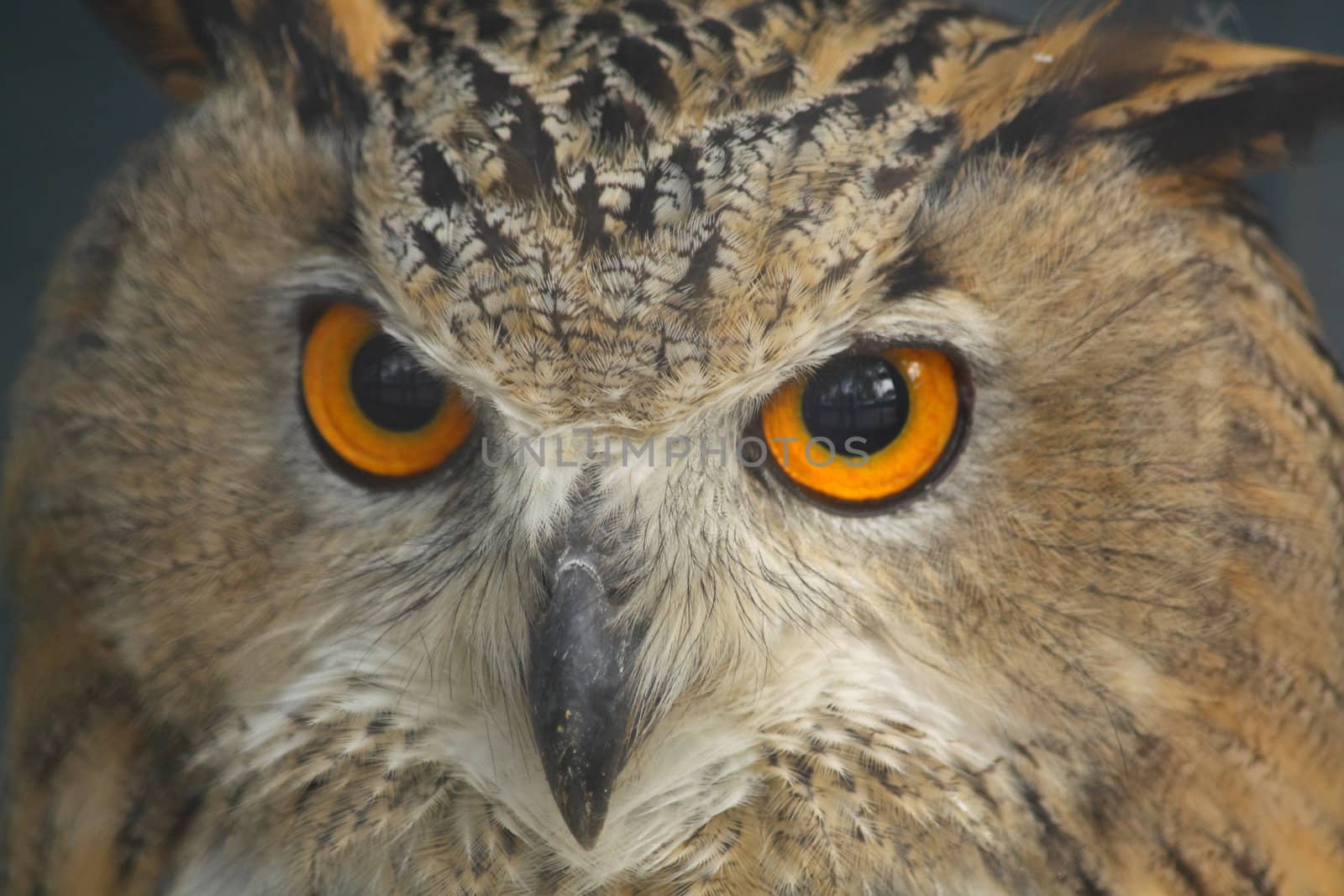 Owl by Lessadar