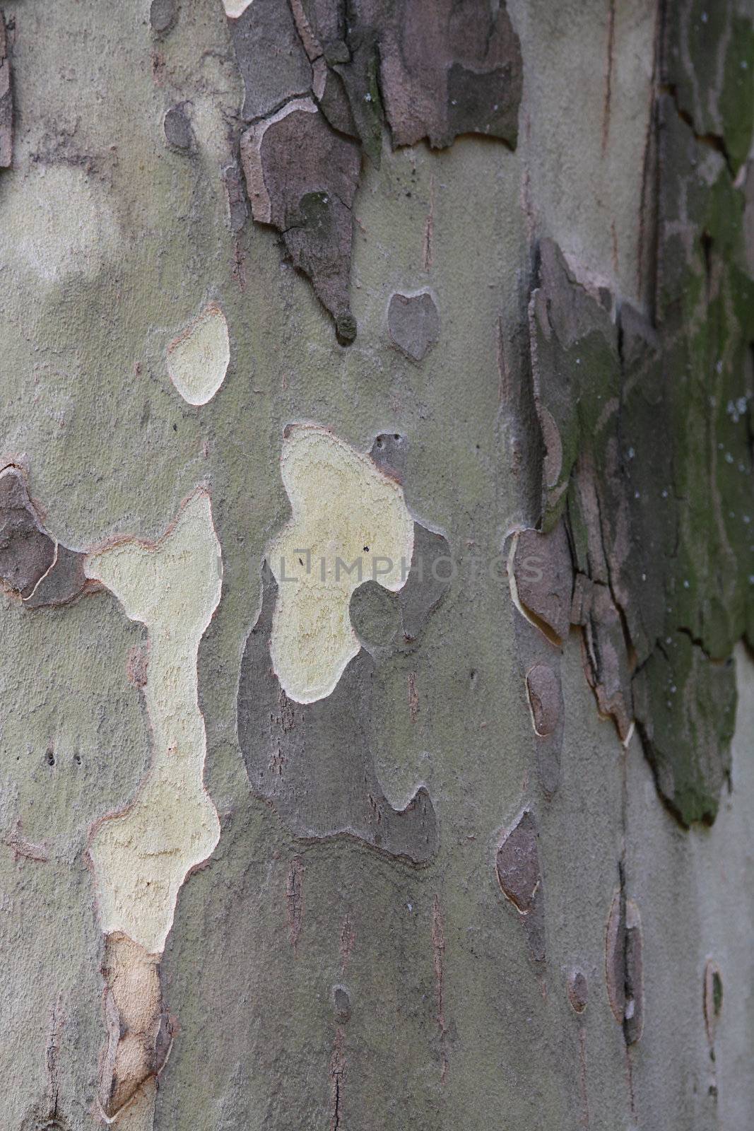 Close up of the plane tree bark texture.