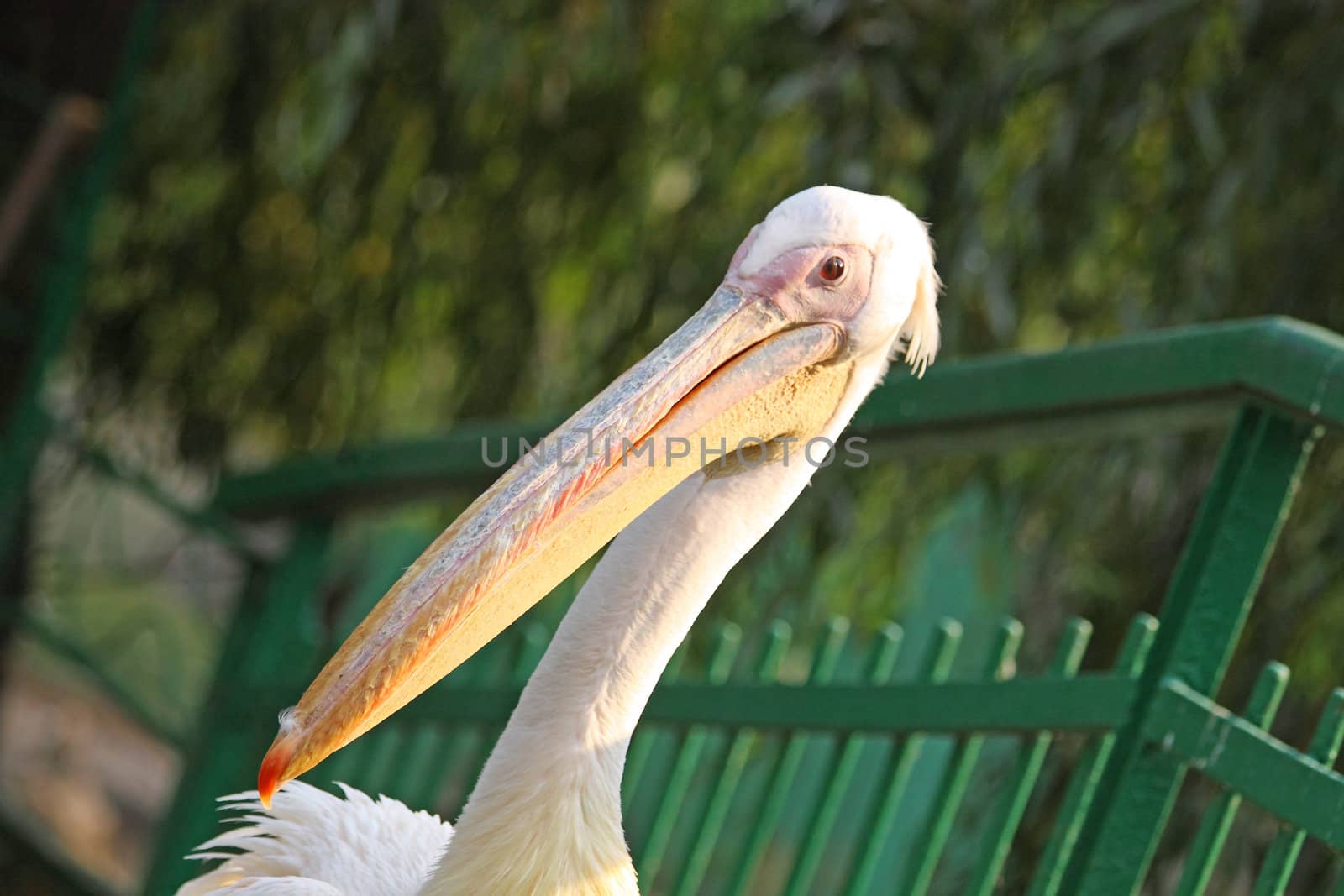Close up of the pelican's head.