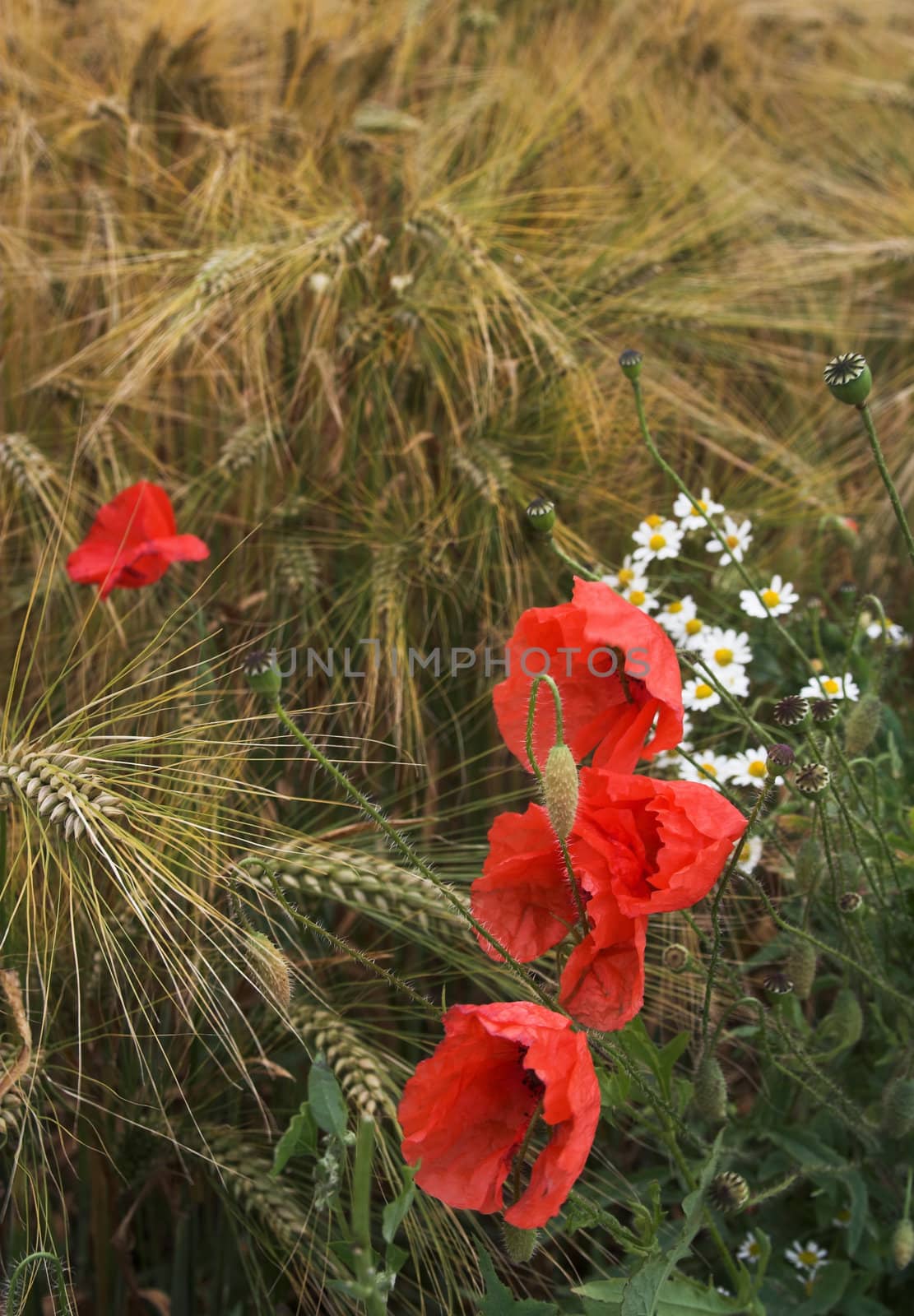 Poppies and daisies growing on the edge of the rye field