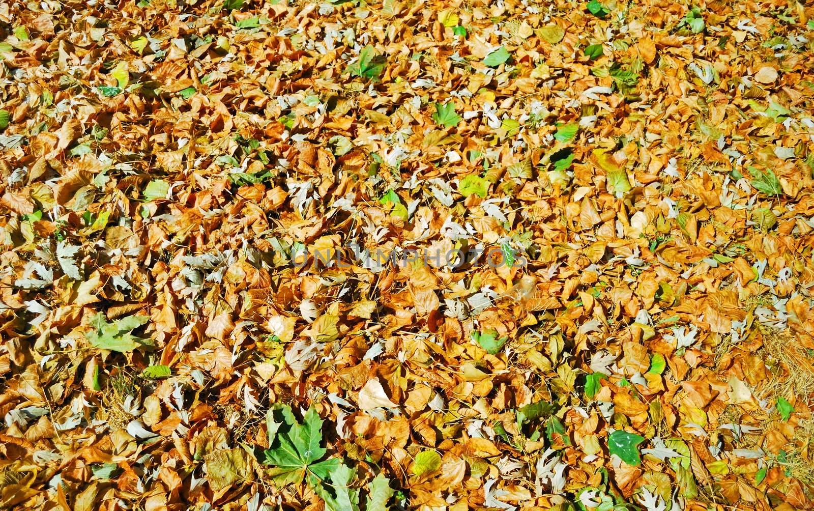 dry autumn leaves close up as a background