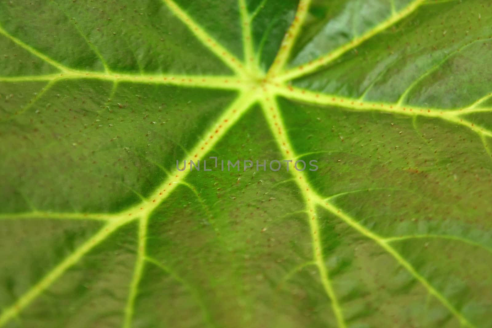 Close up of the texture of the gynura leaf