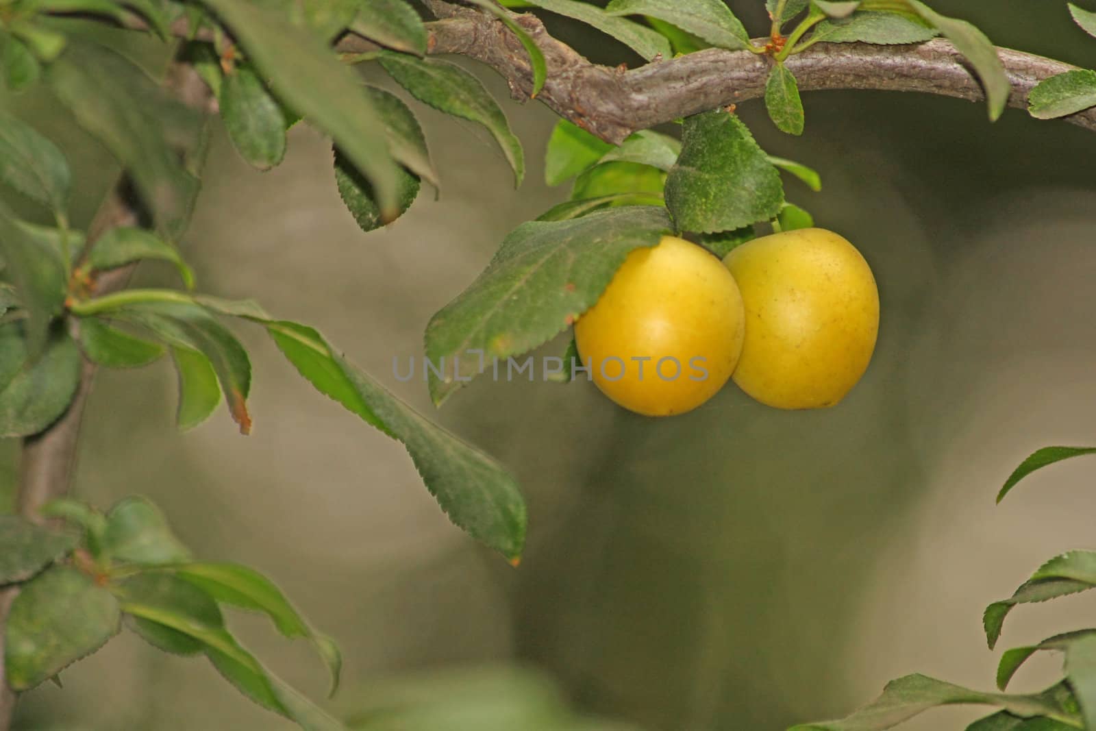 Close up of the two yellow cherry-plums.
