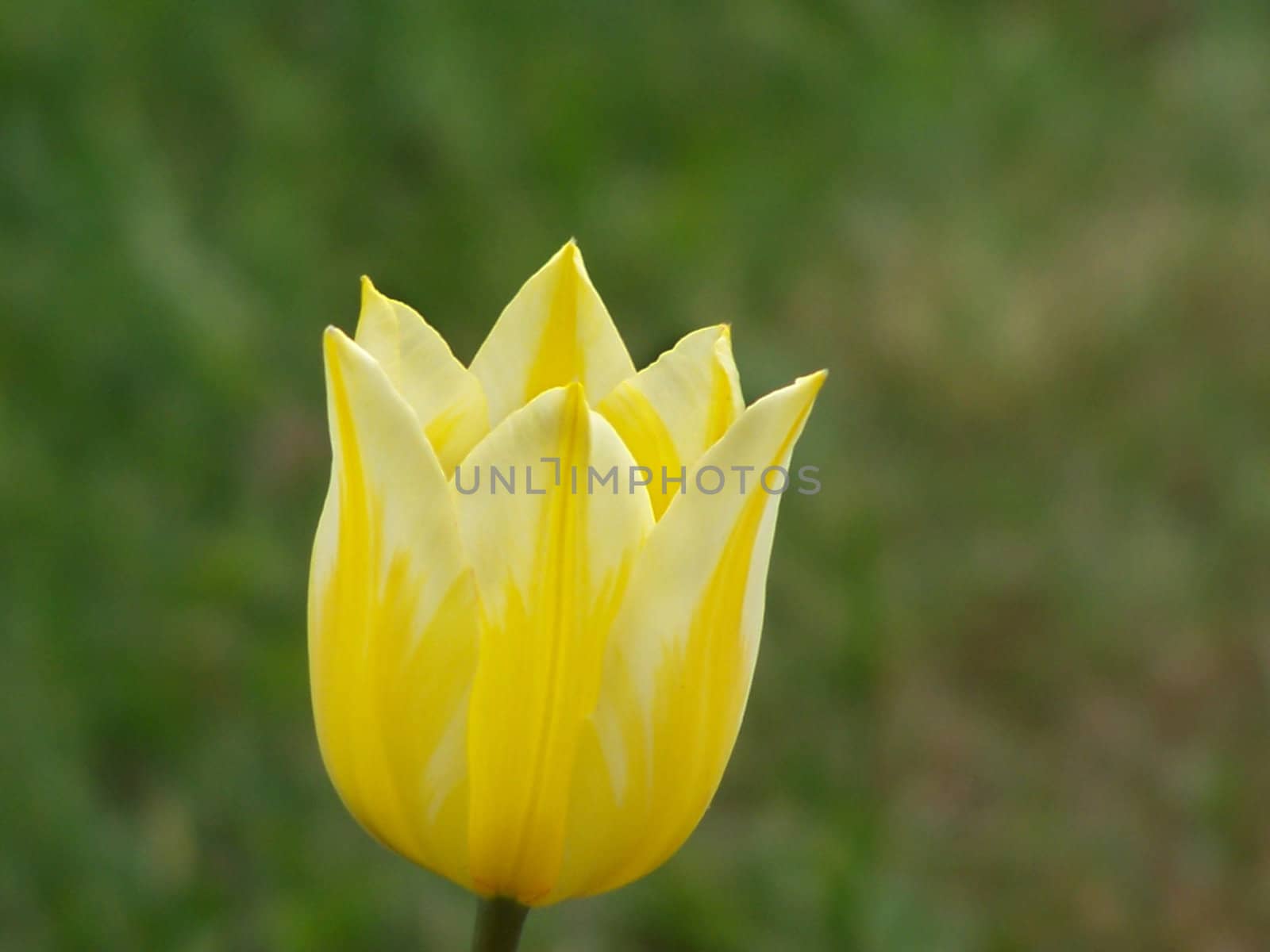 Close up of the yellow tulip