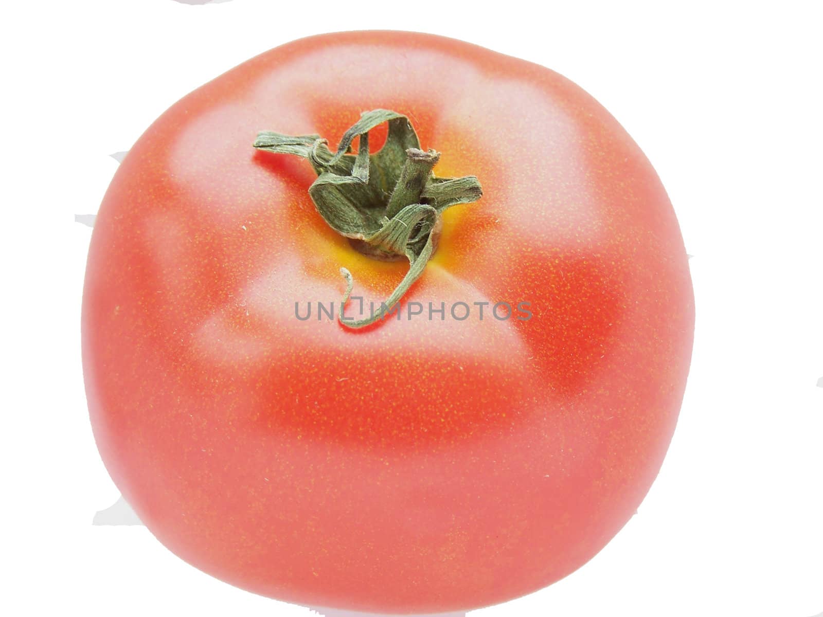 Close up of the red isolated tomato.