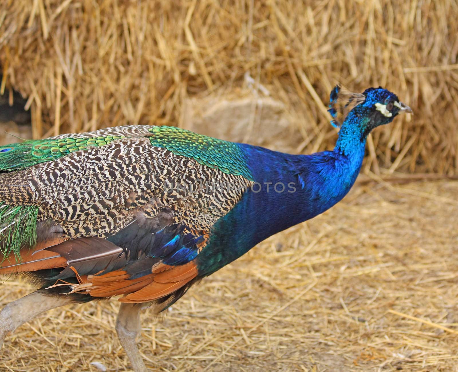 Running peacock by Lessadar