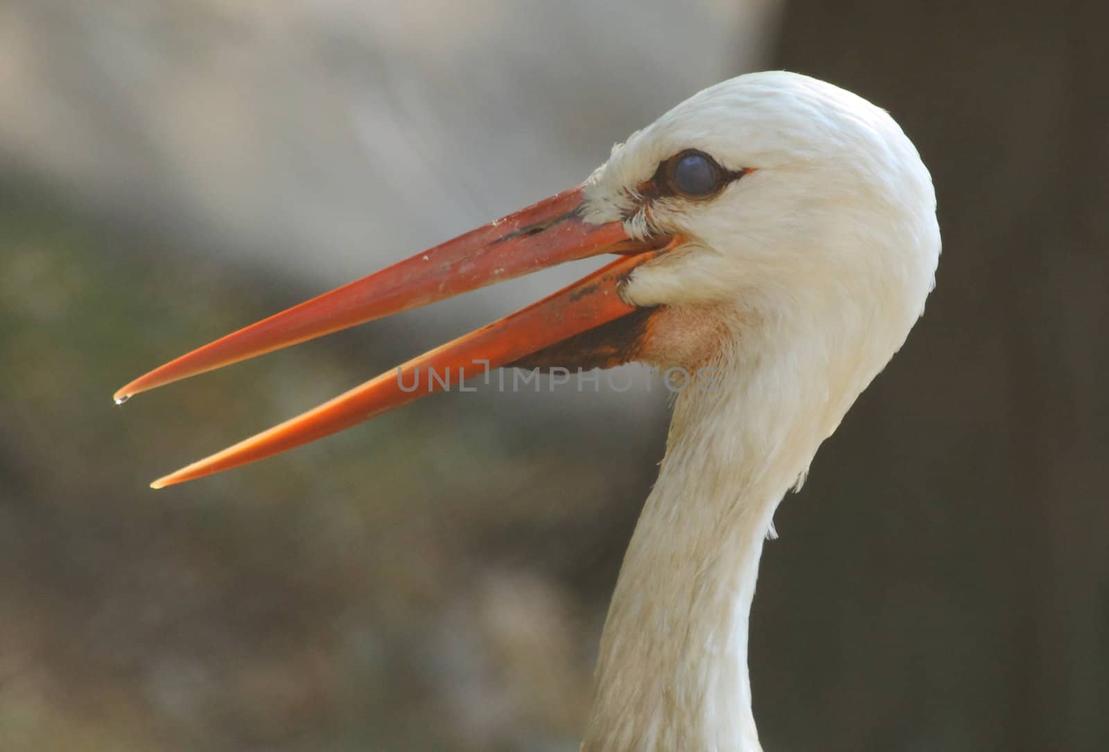 Stork by Lessadar