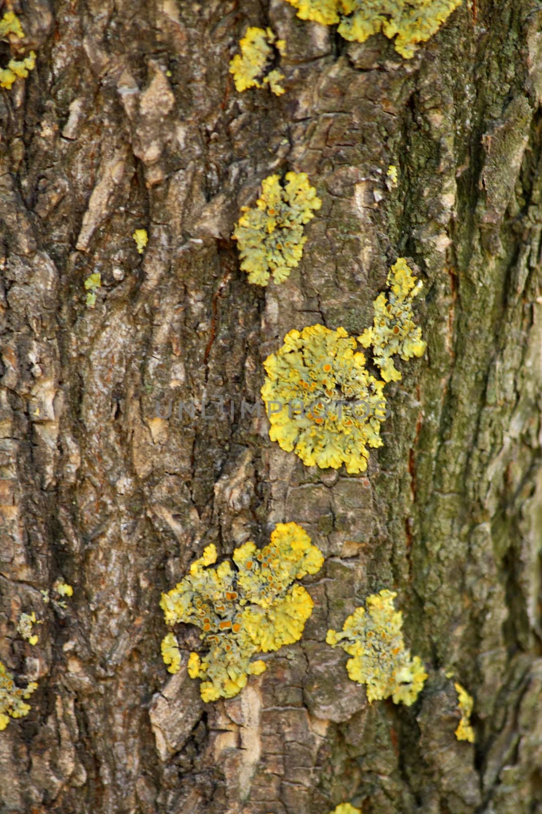 Close up of the moss on the bark.