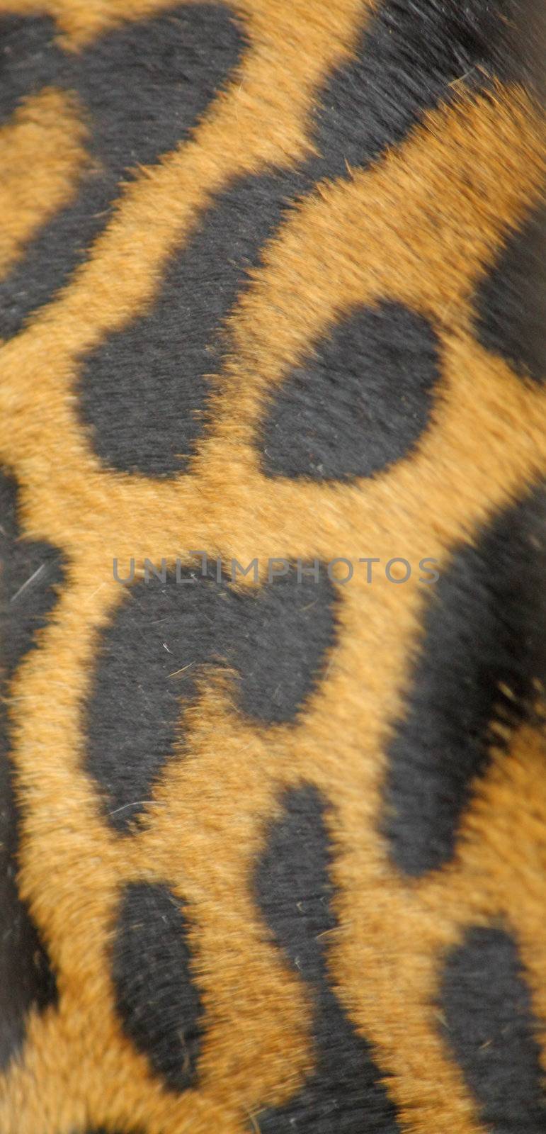 Close up of the leopard skin for the background.