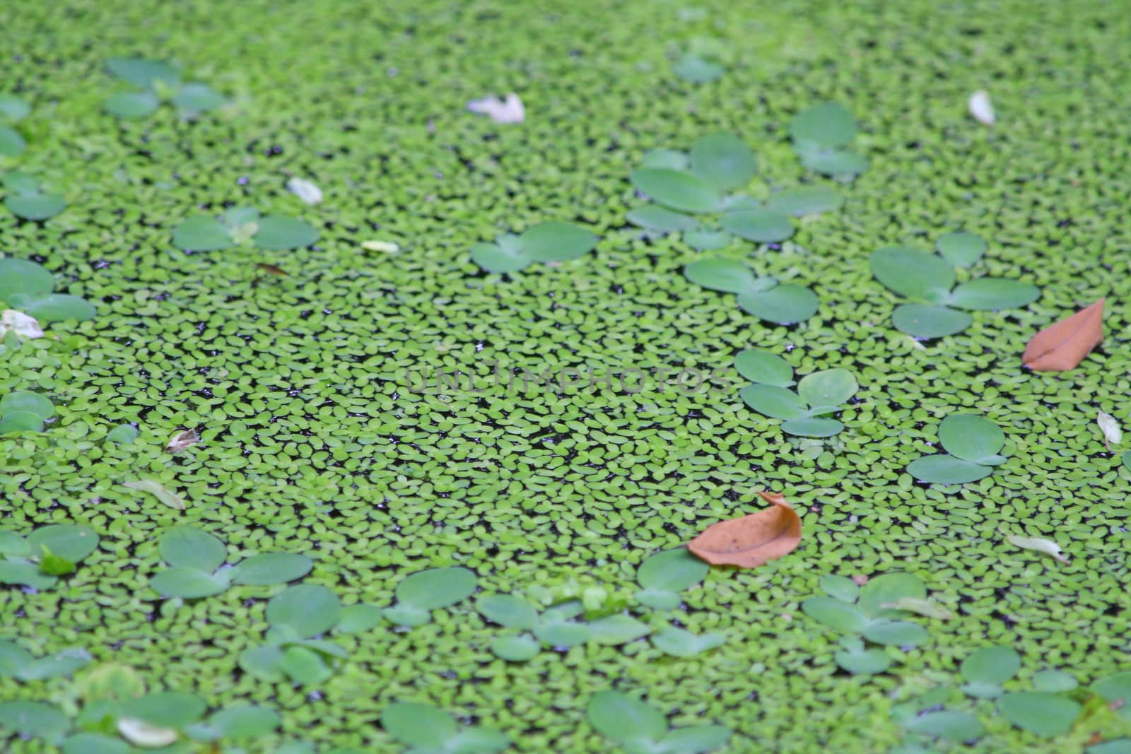 Close up of the green duckweed for the background.