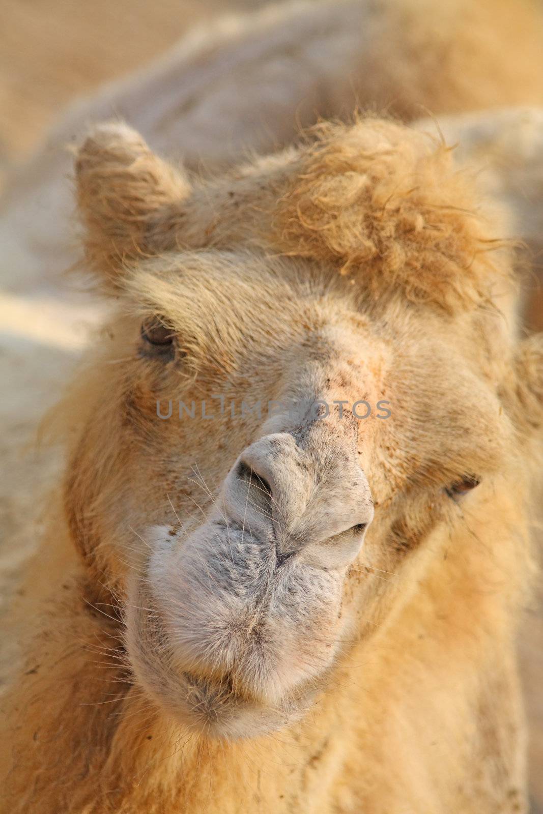 Close up of the camel's head.