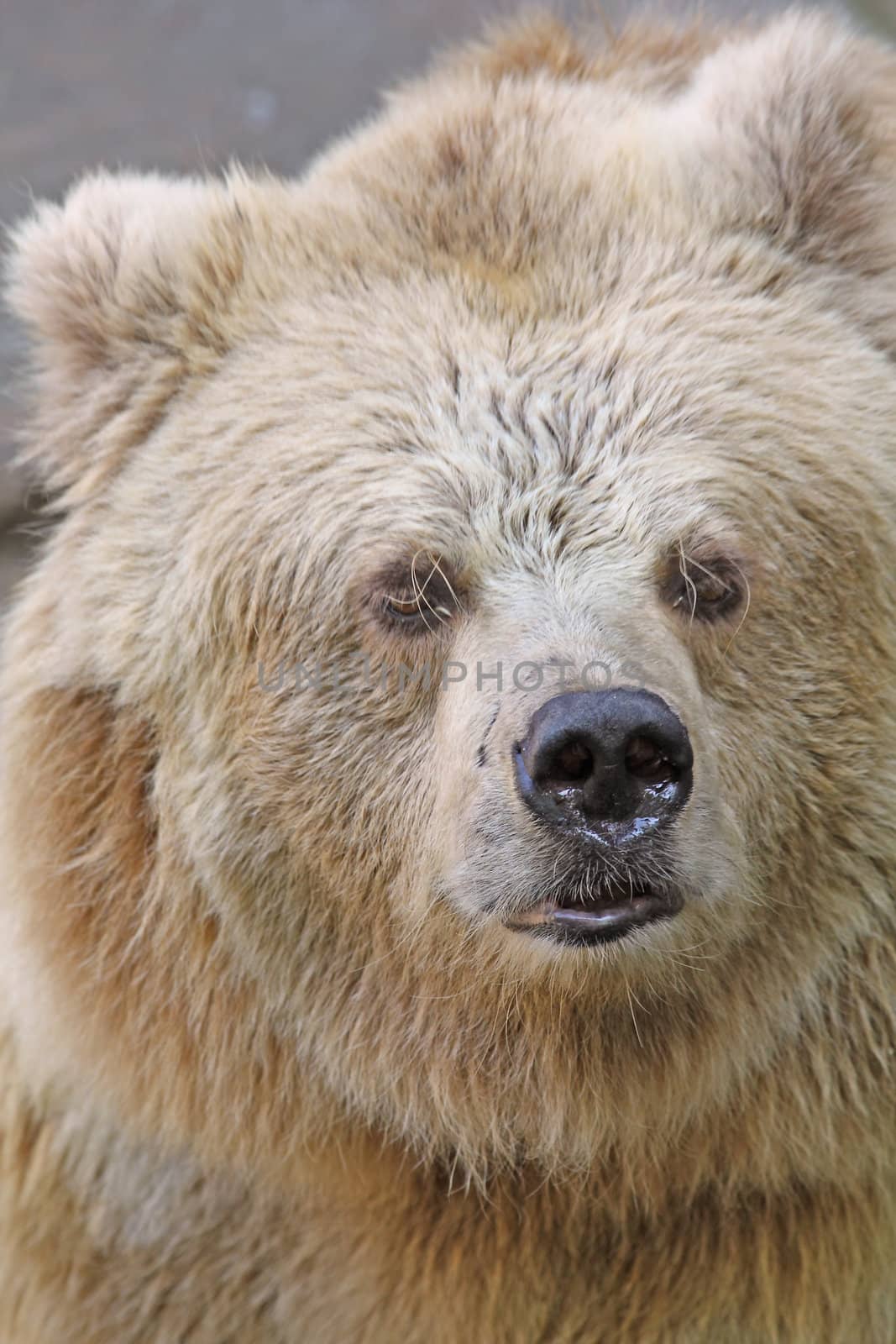 Close up of the wild bear.
