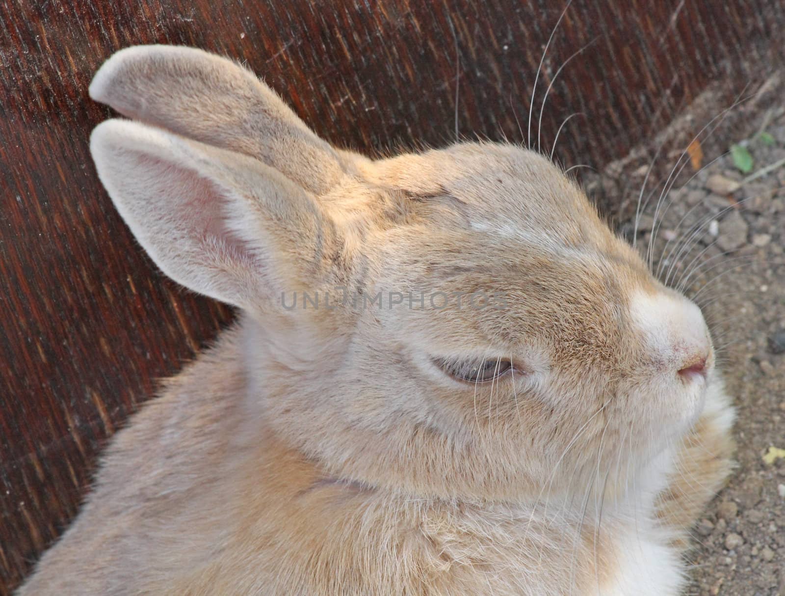 Close up of the rabbit's head.