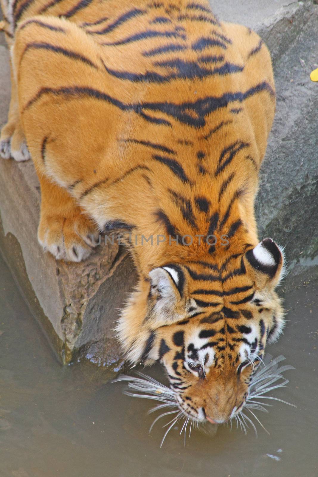 Thirsty tiger  is drinking water.