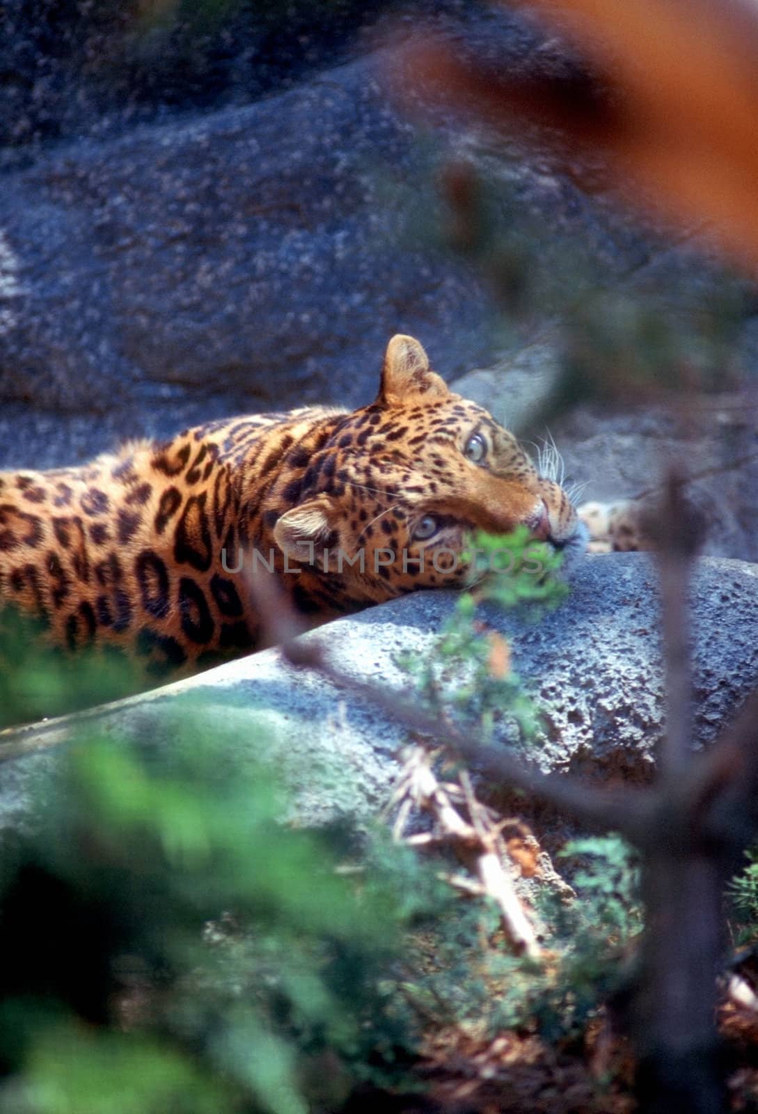 Leopard by jol66