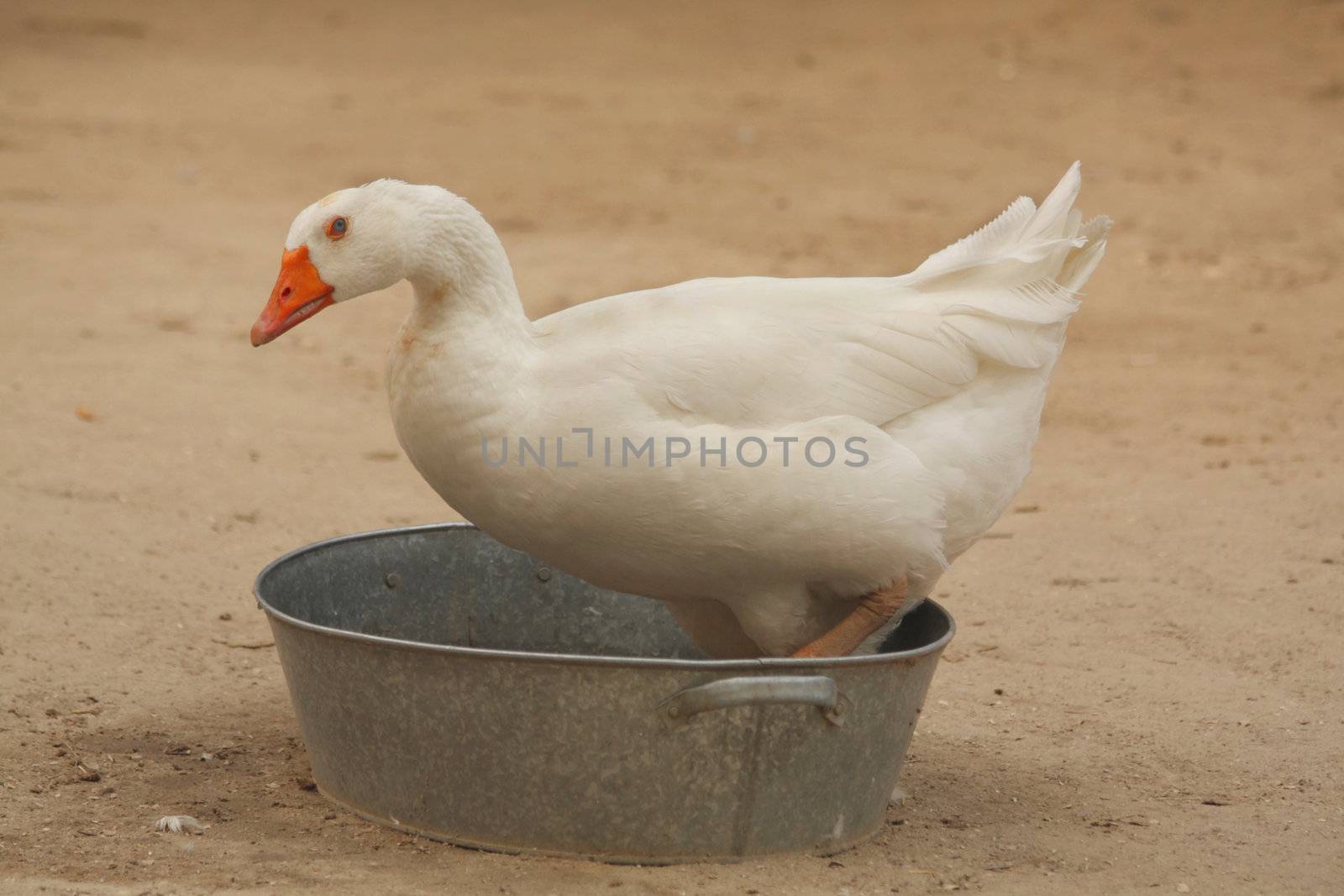 Goose in the bowl by Lessadar