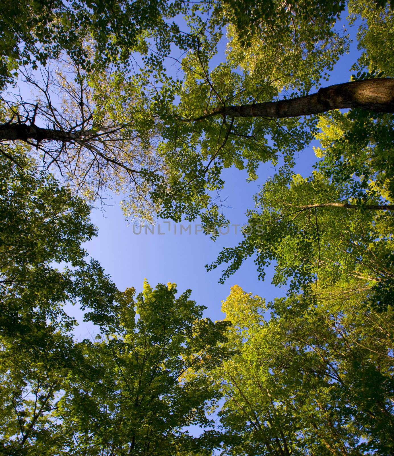 August canopy on an evening in the North Woods of Minnesota.