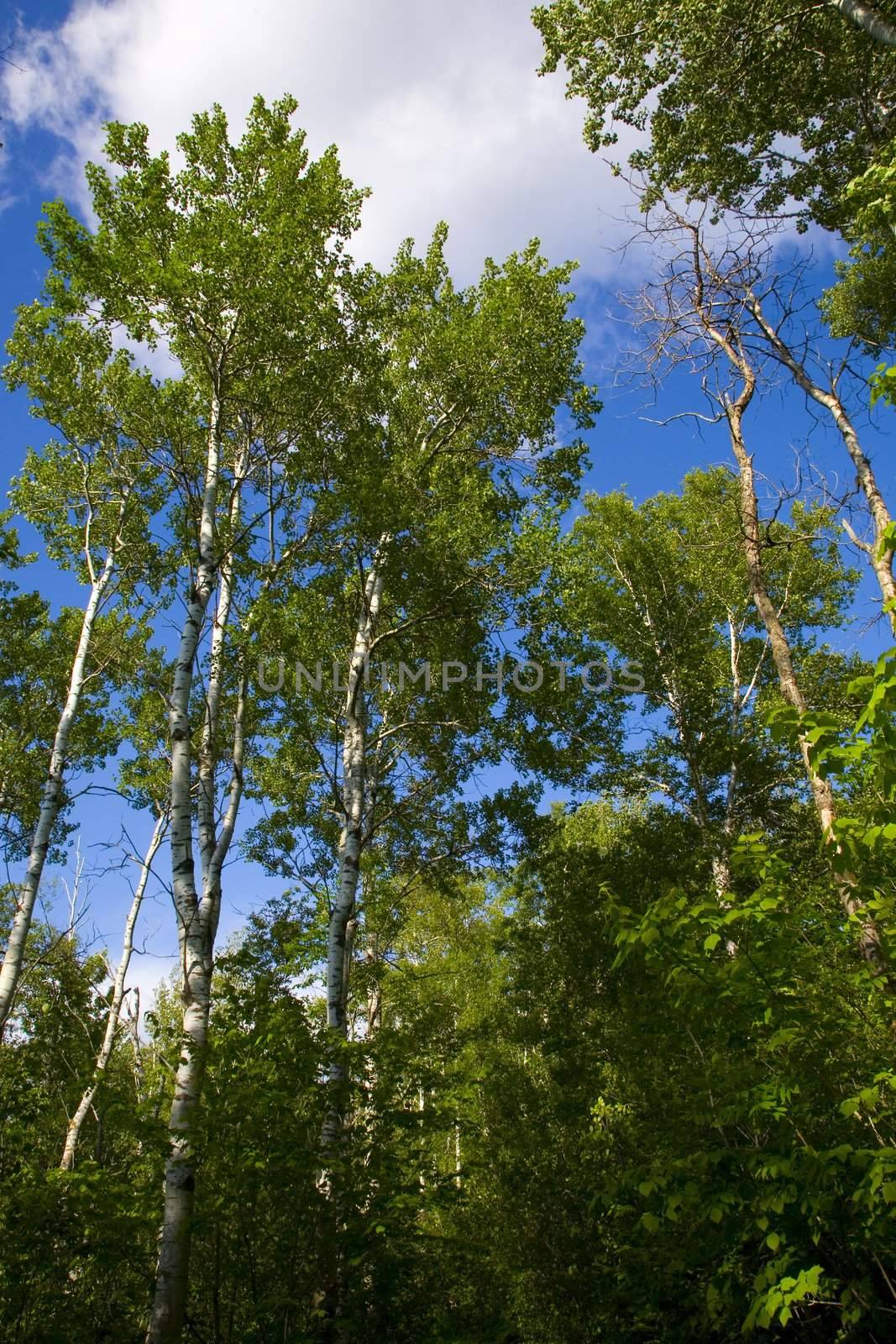 Green trees rise from the forest into a cloudy sky in the north woods of minnesota,