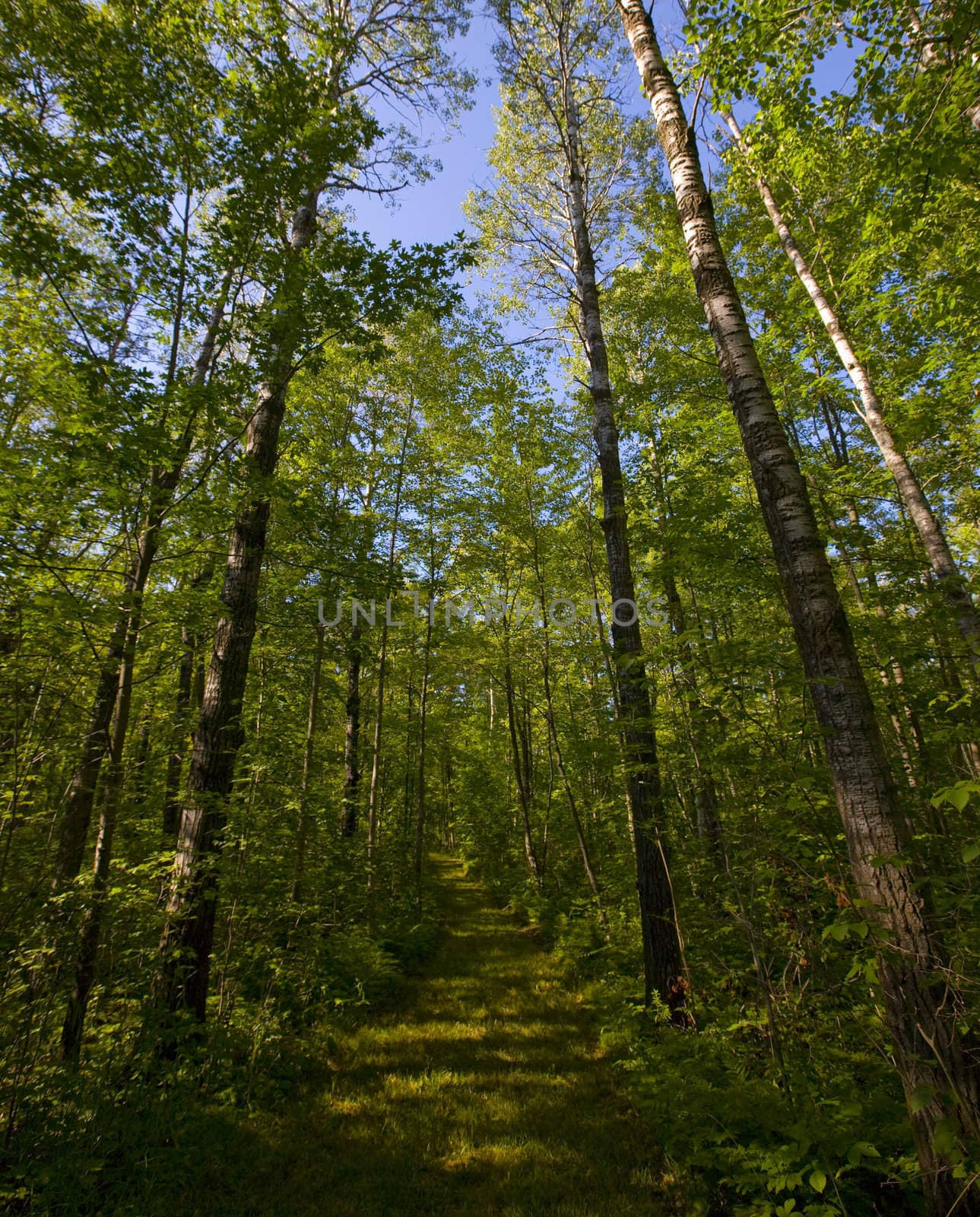 A path into the North Woods of Minnesota.