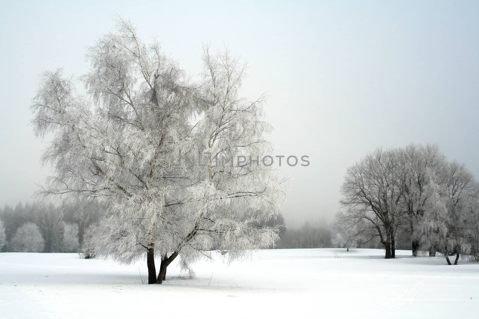 snow landscape with trees by zhu_zhu