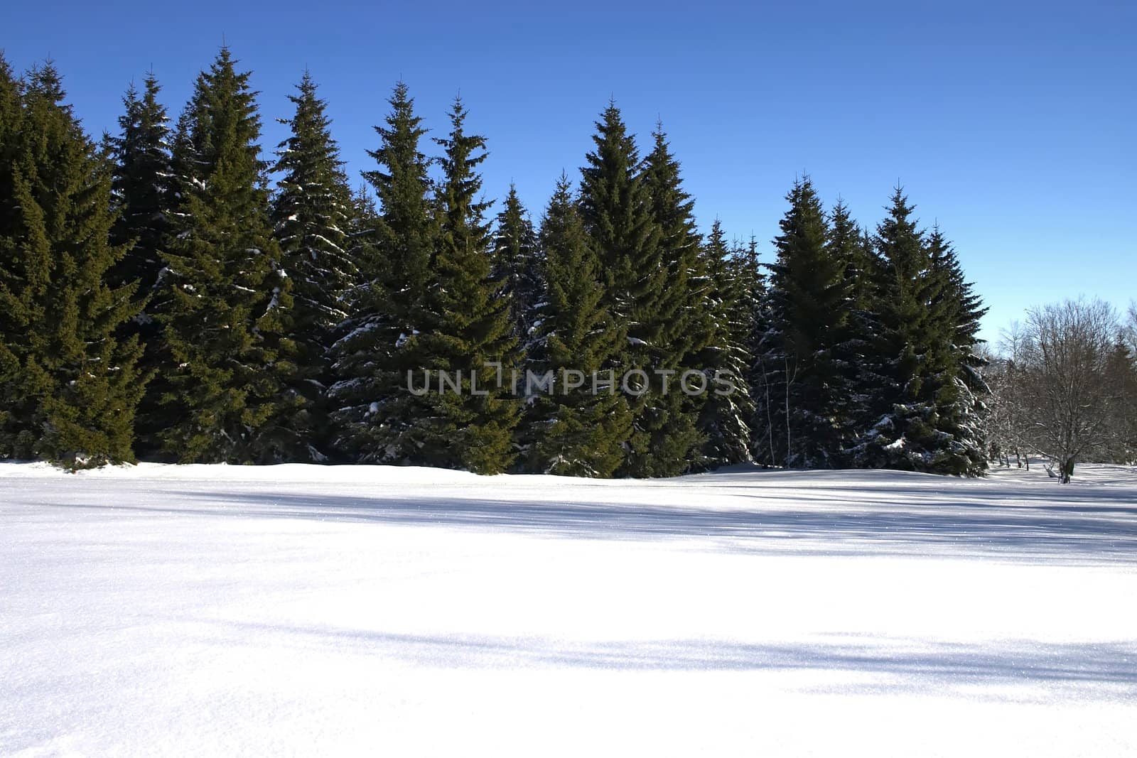 winter conifers by zhu_zhu