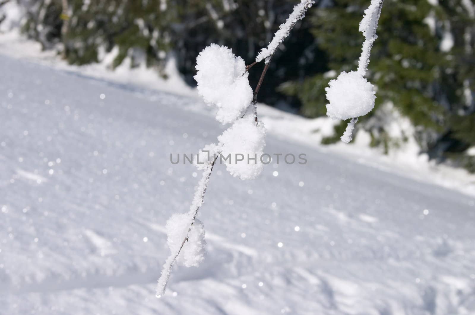 snow branch by zhu_zhu