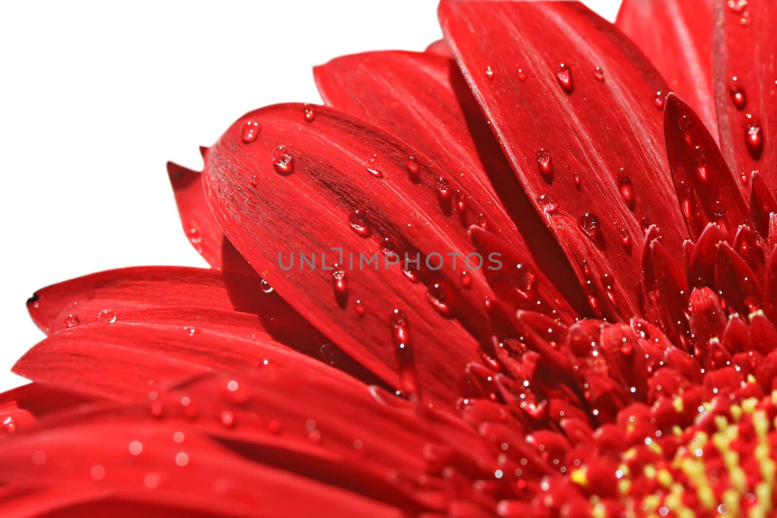 red gerbera isolated on white background with clipping path