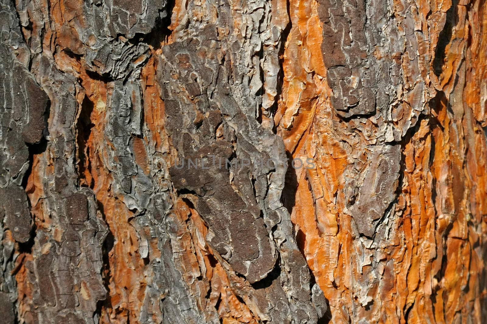 bark texture background by zhu_zhu