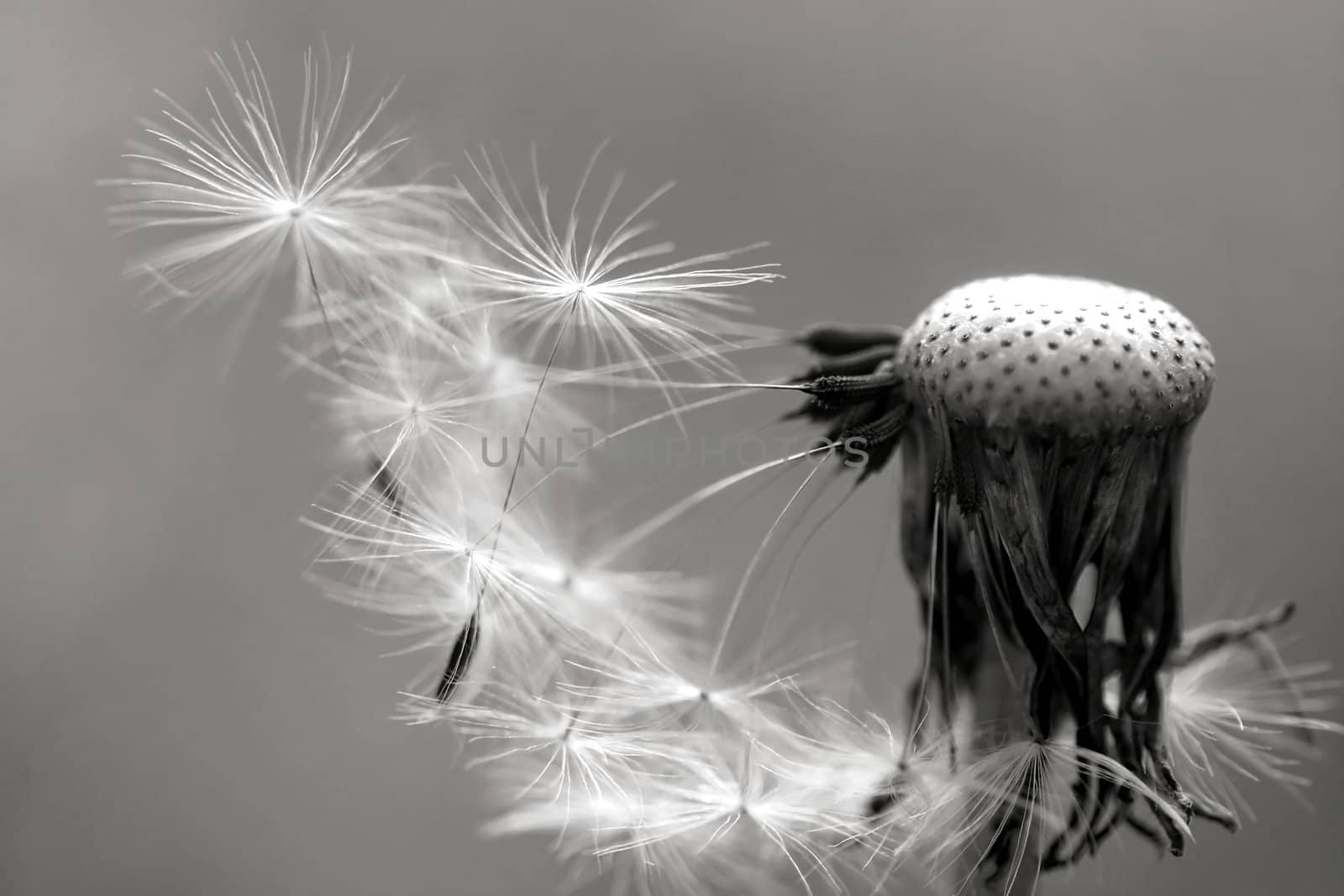 black and white dandelion by zhu_zhu