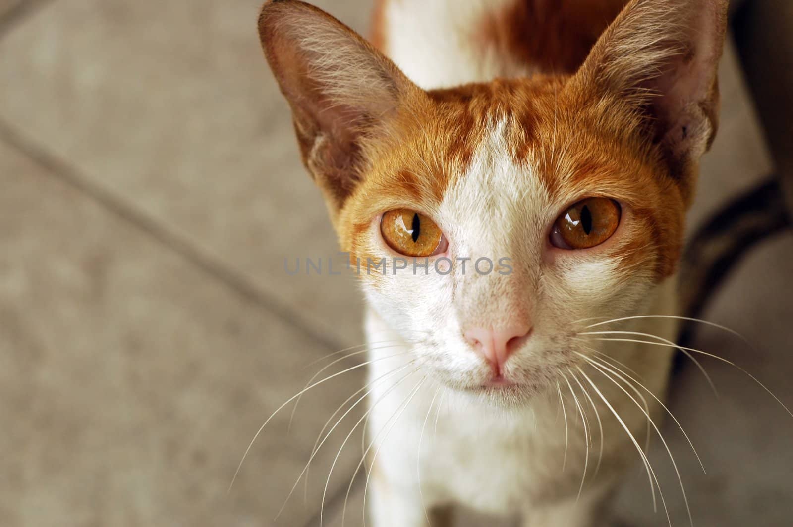 homeless cat begging,be kind to all living creatures