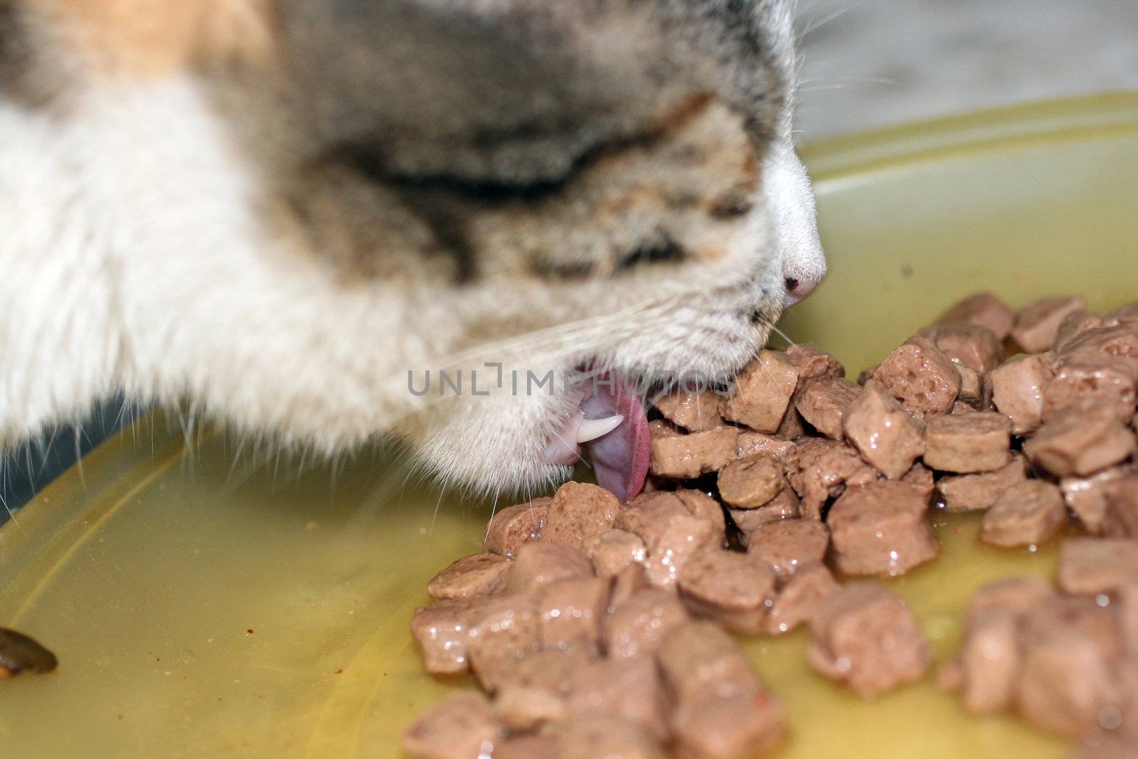 close up of a cat having dinner