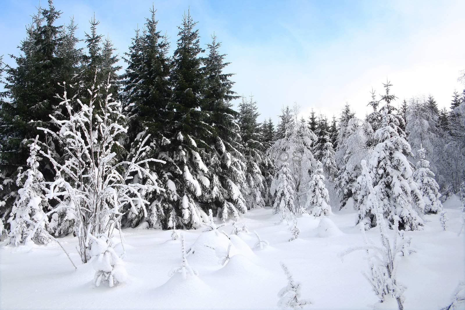 winter forest by zhu_zhu