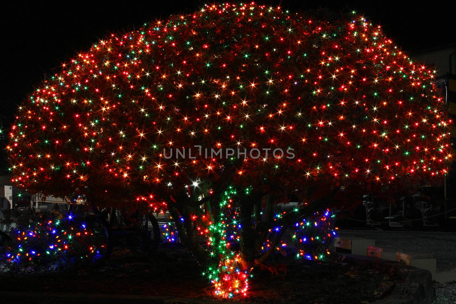tree with Christmas lights