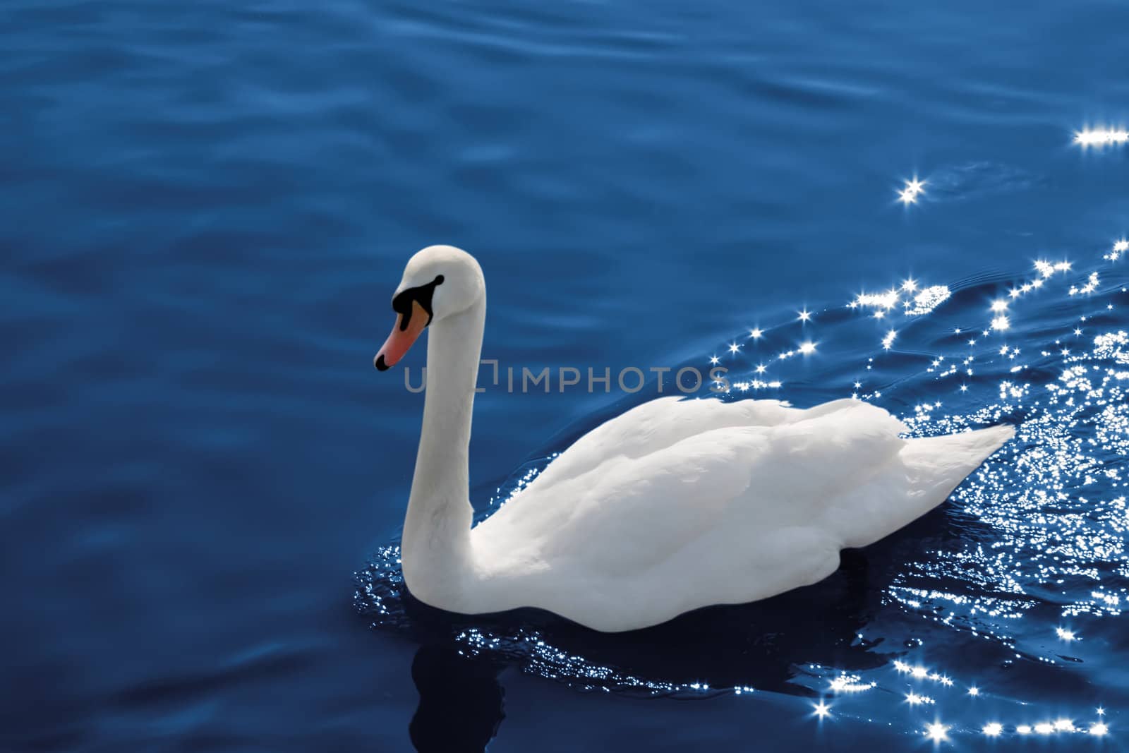 swan on water with reflection stars, clipping path