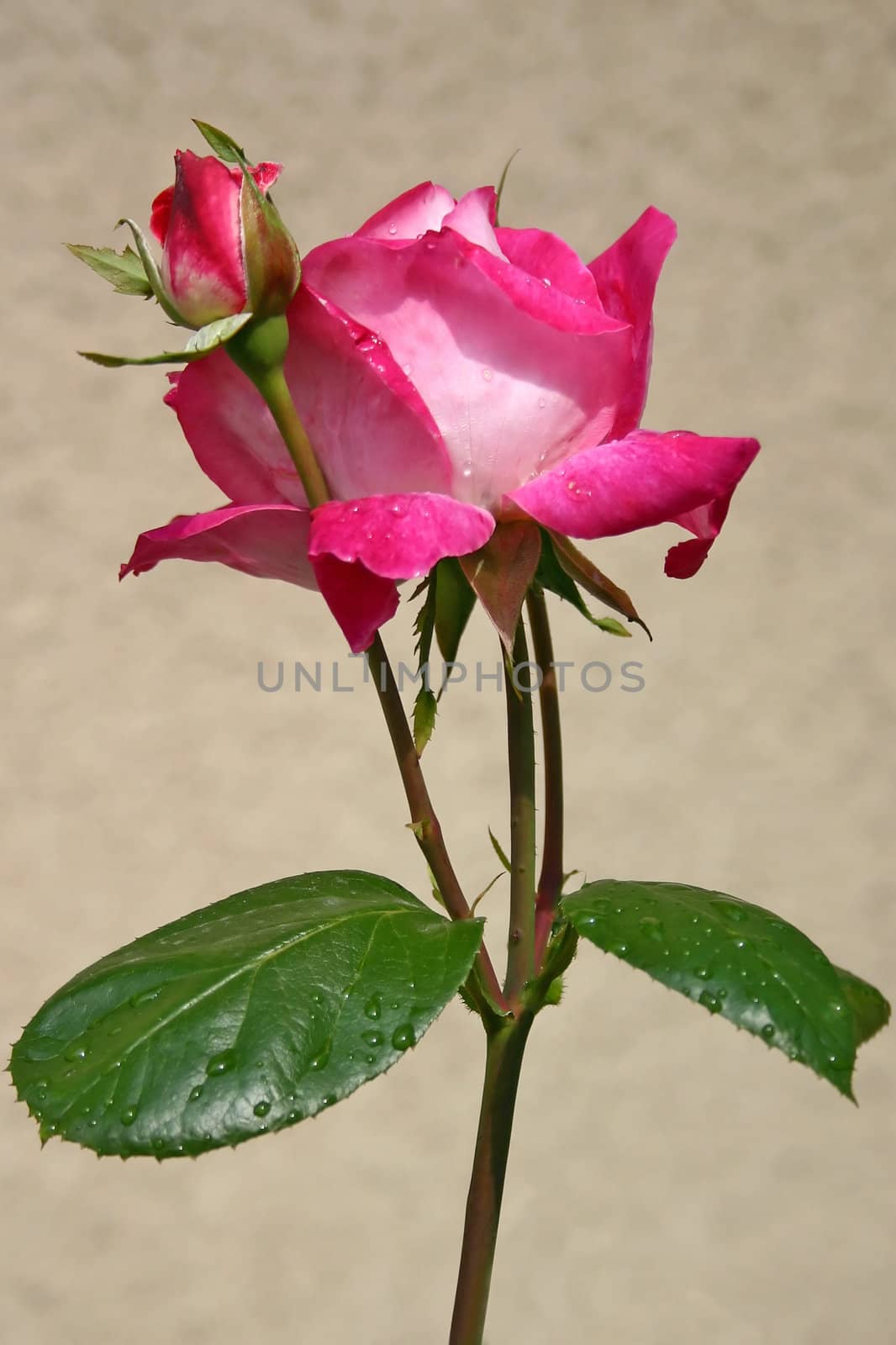 pink rose on texture background