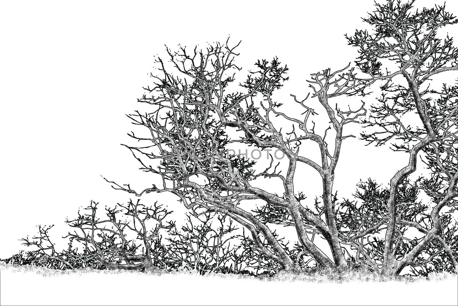 black and white autumnal tree graphic drawing 