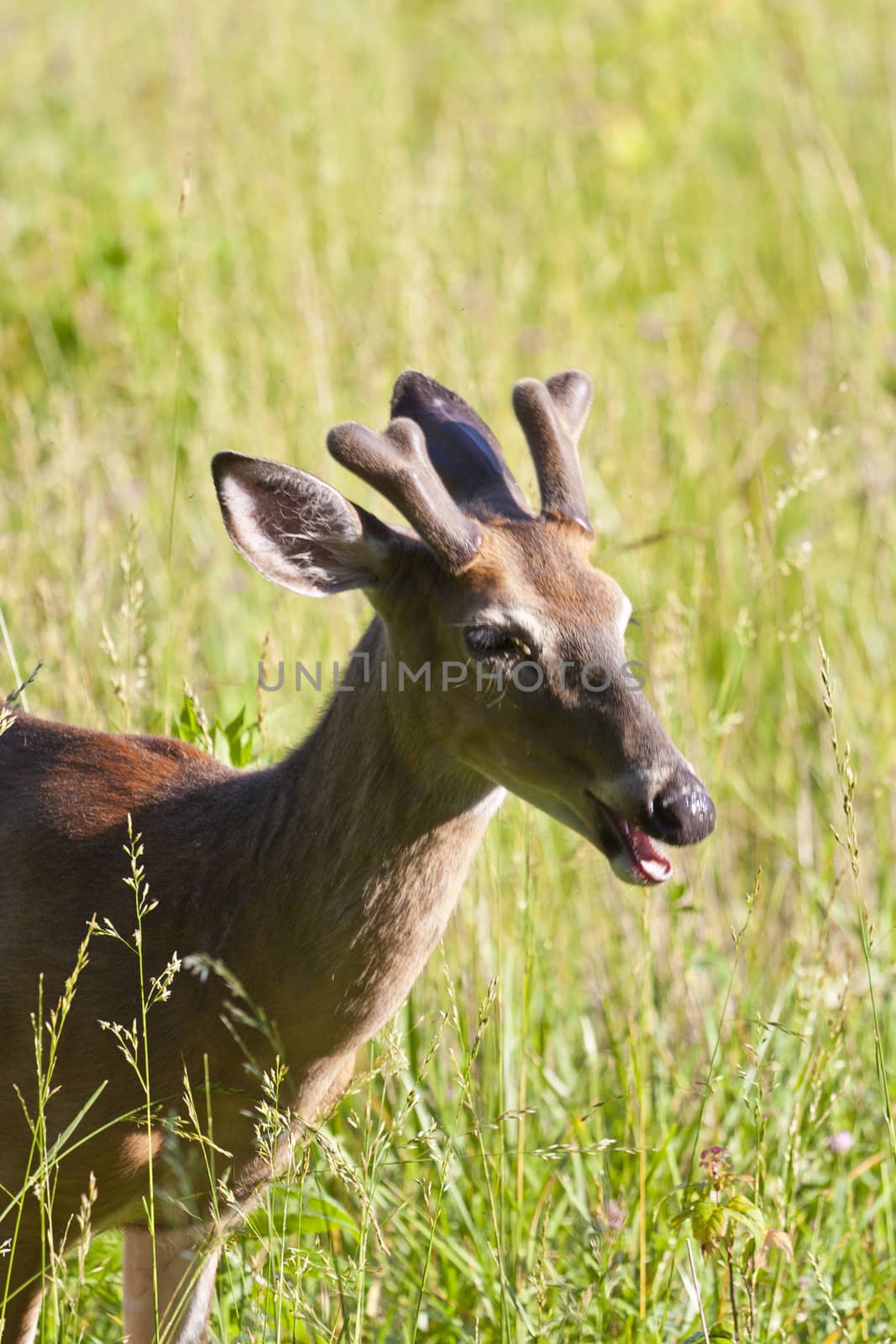 white tail deer shot in the spring grazing on grass