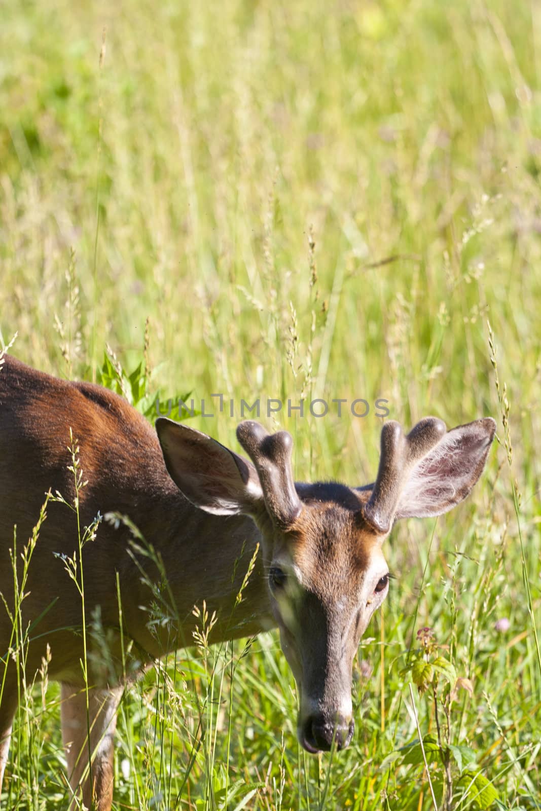 white tail deer shot in the spring grazing on grass