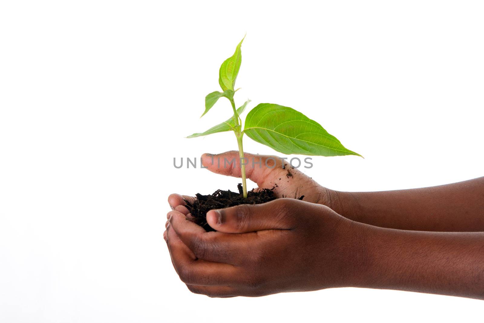 A young new plant growing from palm in hands of African child, isolated. Drought on Earth concept.