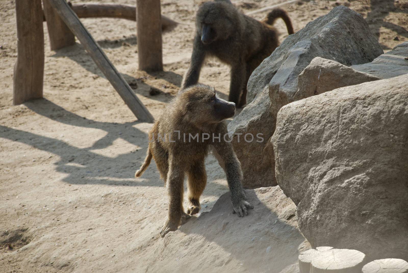 Baboons, African and Arabian Old World monkeys, belonging to the genus Papio