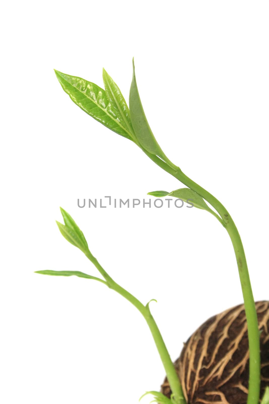 Grow seed on white background